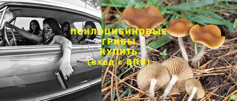 Псилоцибиновые грибы Psilocybe  где можно купить   MEGA сайт  Видное 